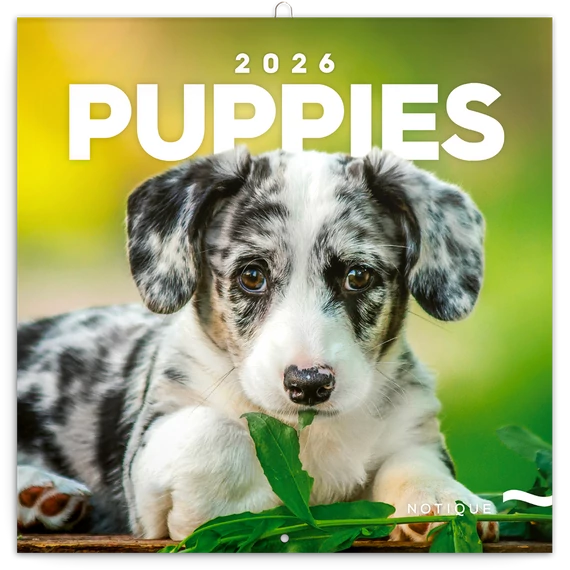 Falinaptár képes lemeznaptár 300x300mm, Puppies Realsystem 2026.